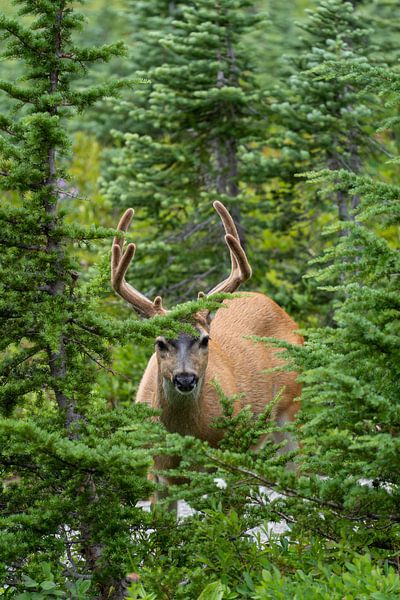Hirsche im Wald im Mount Rainier National Park, Paradise, Washington, USA von Jeroen van Deel