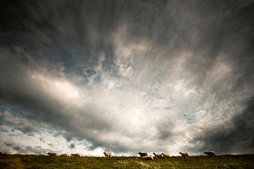 Schafe auf dem Festland von Sonja Pixels