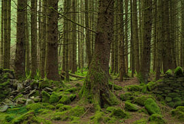Whinlatter Forest – Lake District (England) von Marcel Kerdijk
