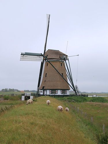 Windmühle Het Noorden, Texel