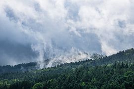 Allemagne, forêt noire, brume se déplaçant au-dessus des conifères en automne sur adventure-photos