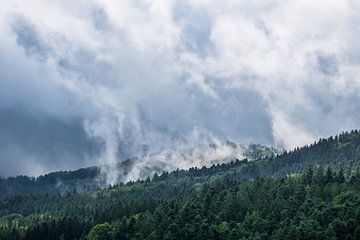 Deutschland, Schwarzwald, Nebelschwaden ziehen über Nadelbäume im Herbst von adventure-photos