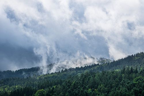 Duitsland, zwart woud, mist trekt over naaldbomen in herfst