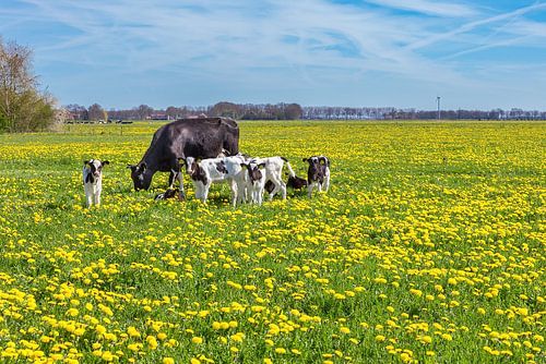 Mother cow with newborn calves grazing in meadow with yellow dandelions