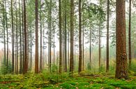 Dennenbomen in het bos tijdens een mistige dag van Sjoerd van der Wal thumbnail