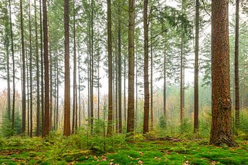Pine trees in a forest during a foggy day by Sjoerd van der Wal Photography