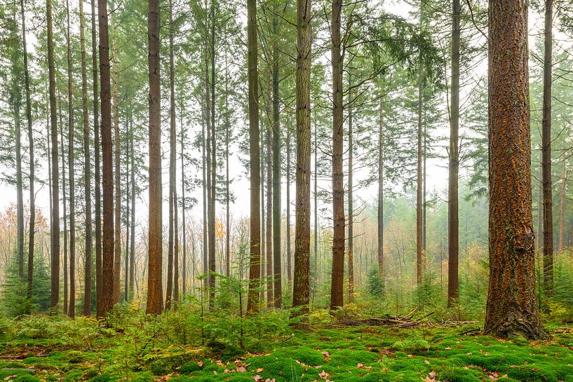 Dennenbomen in het bos tijdens een mistige dag van Sjoerd van der Wal