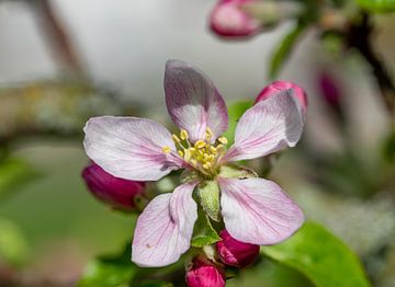 Blüte eines Apfelbaum im Frühling