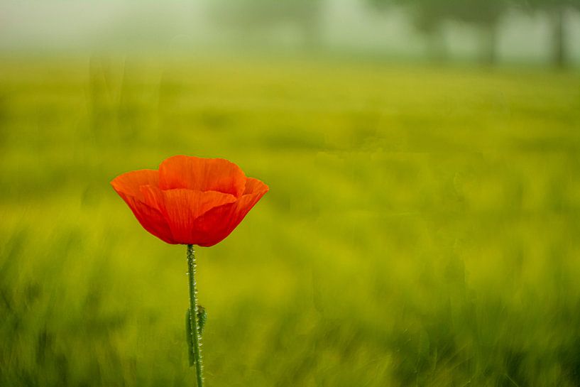 Met Analoge Lens Bosbloemenweidemist van Johnny Flash