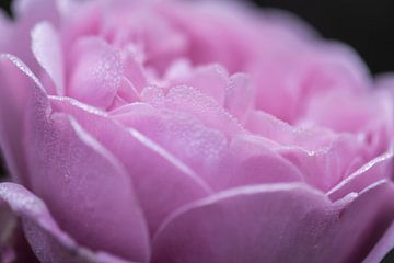 gouttes de rosée roses sur Tania Perneel