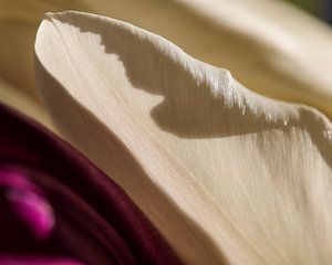 Zartes Blütenblatt --  tere bloemblaadje -- Feuilletons de fleur douce