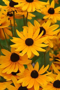 Sunflowers van Alex von der Heide