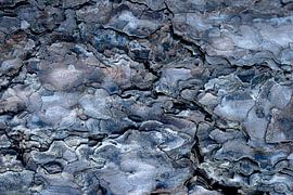 Papier peint écorce d'arbre 1