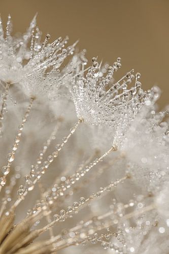 Landelijk sfeertje: Paardenbloempluisjes met waterdruppeltjes