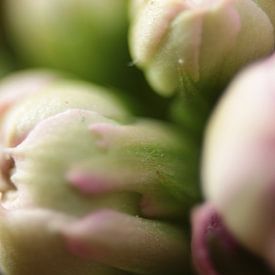 Peony by Bo Hendriksen