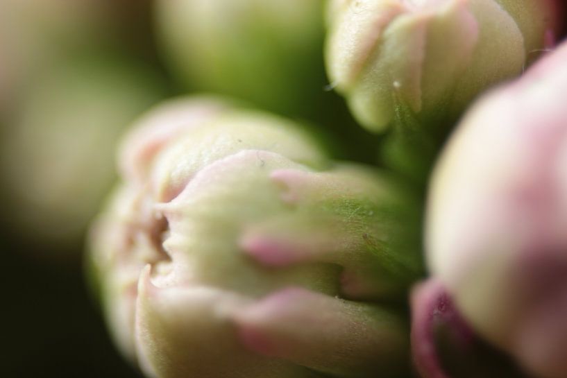 Peony by Bo Hendriksen