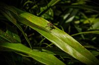 Vlieg zittend op jungle bladeren