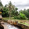 Altar mit Regenschirm in Bali von Mickéle Godderis