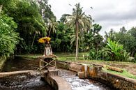 Autel avec parapluie à Bali par Mickéle Godderis Aperçu