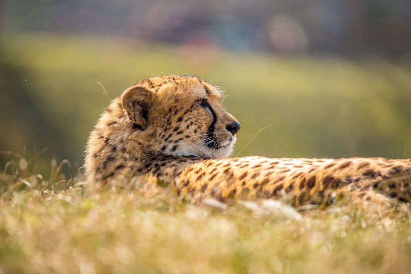 Cheetah. Acinonyx jubatus by Gert Hilbink