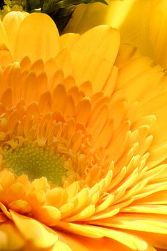 Closeup van een goudbloem van Youri Mahieu