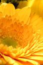 Closeup van een goudbloem van Youri Mahieu thumbnail