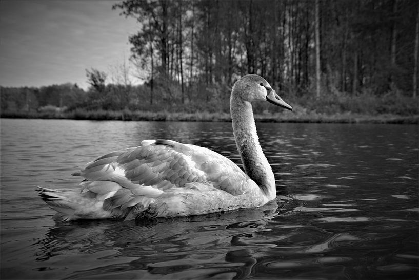Cygne photo de la nature en noir et blanc par Joel Houbrigts