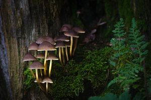 Pilze in der Dämmerung