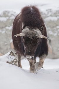 Gehoornde stier van dichtbij. Ijsgehoornde poolreliëf van de ijstijd harig muskusosdier op wintersne van Michael Semenov