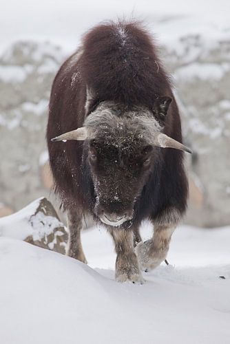 Gehoornde stier van dichtbij. Ijsgehoornde poolreliëf van de ijstijd harig muskusosdier op wintersne