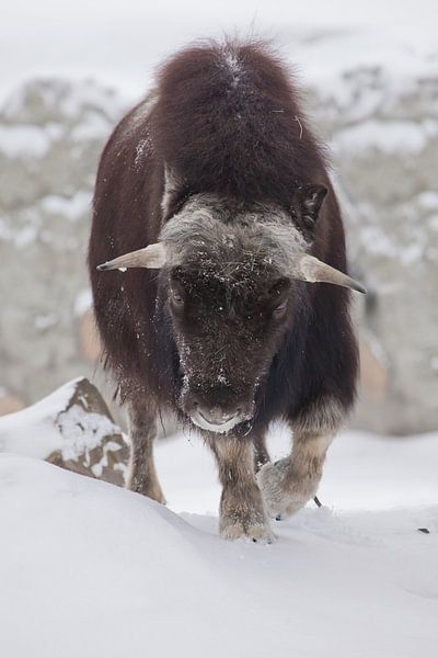 Horned bull full face close-up. Ice horned polar relic beast of the ice age hairy musk ox beast on w by Michael Semenov