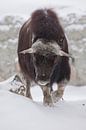 Horned bull full face close-up. Ice horned polar relic beast of the ice age hairy musk ox beast on w by Michael Semenov thumbnail
