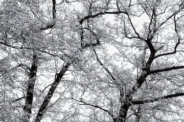 Gefrorene Verzweigungen von MMFoto