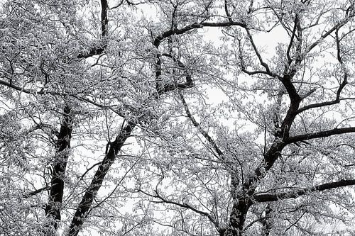 Branches gelées