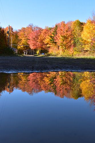 Een esdoornbos in de herfst