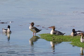 Middelste zaagbek - baltsend van Peter Schoo - Natuur & Landschap