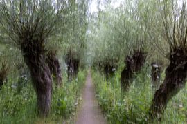 Knotweiden