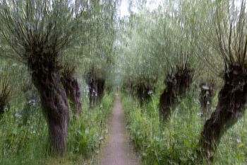 Knotweiden