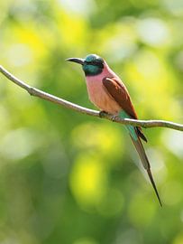 Nordkarminroter Bienenfresser : Tierpark Blijdorp von Loek Lobel