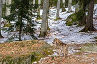 Wolf in bos van Willem Laros | Reis- en landschapsfotografie thumbnail