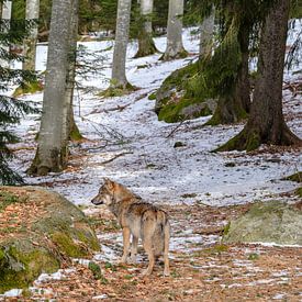 Wolf in bos van Willem Laros | Reis- en landschapsfotografie