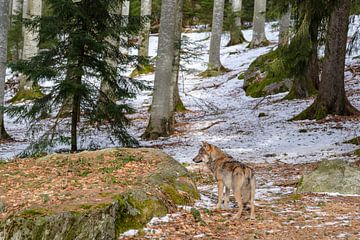 Loup dans la forêt sur Willem Laros | Reis- en landschapsfotografie