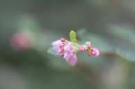 rosa kleine wilde Blume von Tania Perneel Miniaturansicht