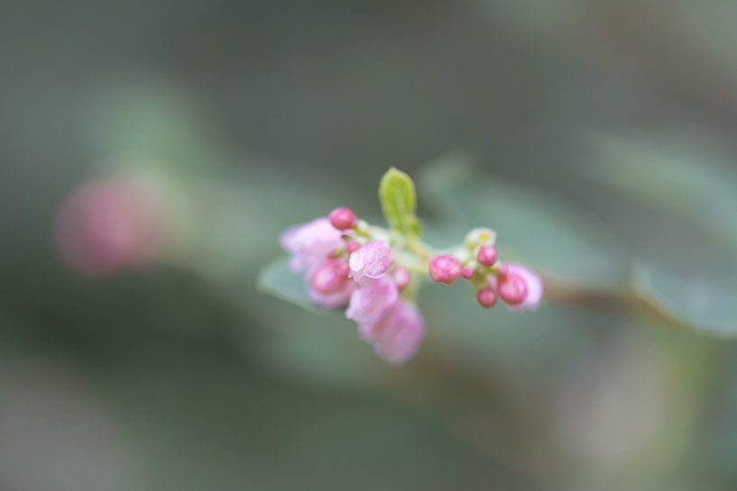 rosa kleine wilde Blume von Tania Perneel