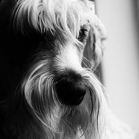 Schaduw Schnauzer van Marije Zwart