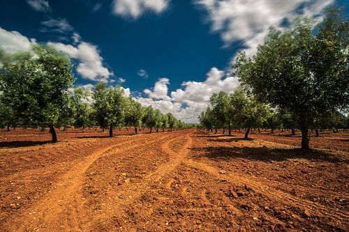 Olive trees on red earth