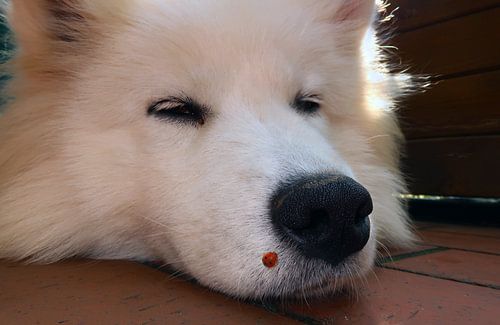 Samoyed