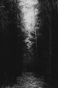Il y a de la lumière au bout du tunnel, une forêt sombre avec de petits rayons de soleil. sur Holly Klein Oonk