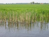 Riet