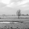 Sheep in the polder landscape of Strijen in the Hoeksche Waard by MS Fotografie | Marc van der Stelt